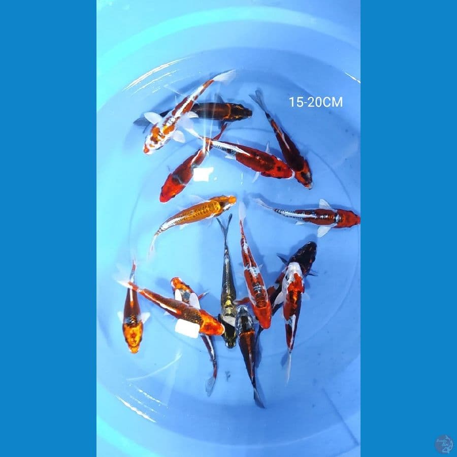 mik koi 15 ekor 15-20CM