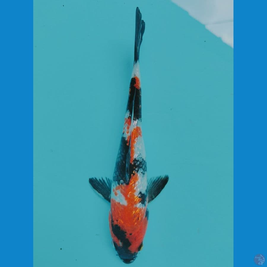 Showa Ginrin 18CM