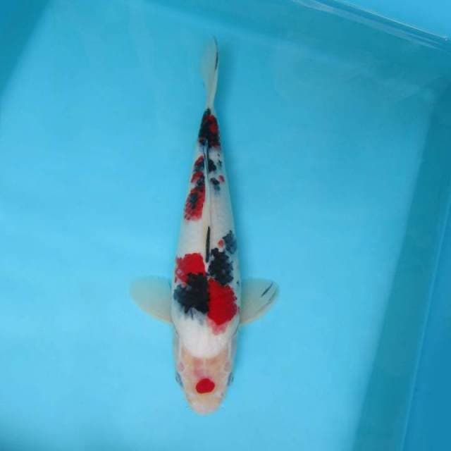 1. MARUCHI TAISHO SANKE