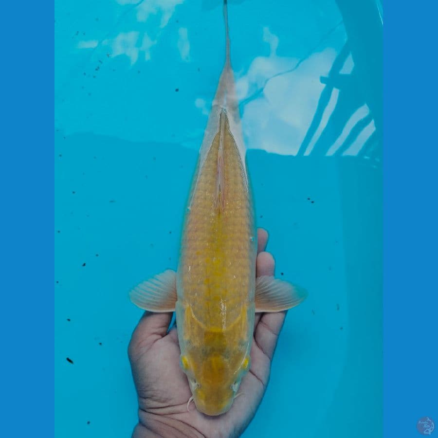 Midori 37CM