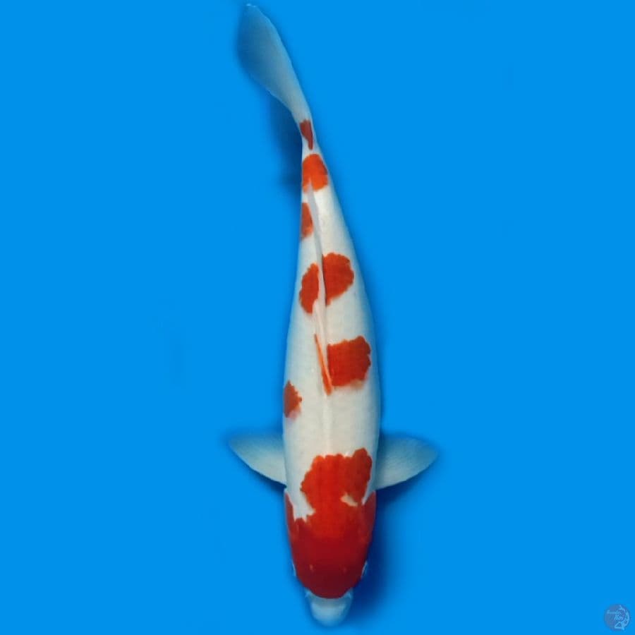 Male 48cm