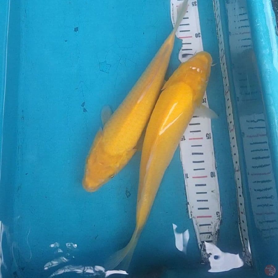 Karashi mata merah 28&29cm