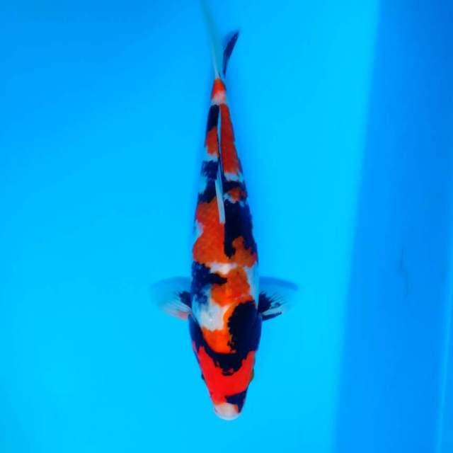 Showa