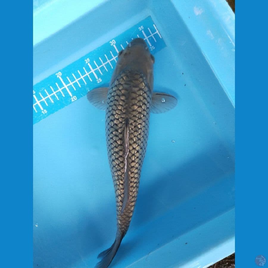 soragoi ginrin 35cm