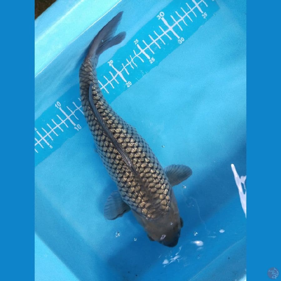 soragoi ginrin 35cm