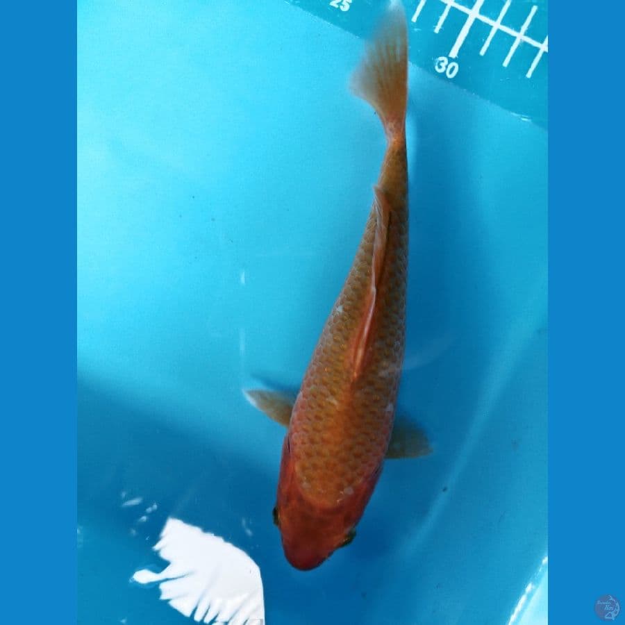 cakaramel 20cm