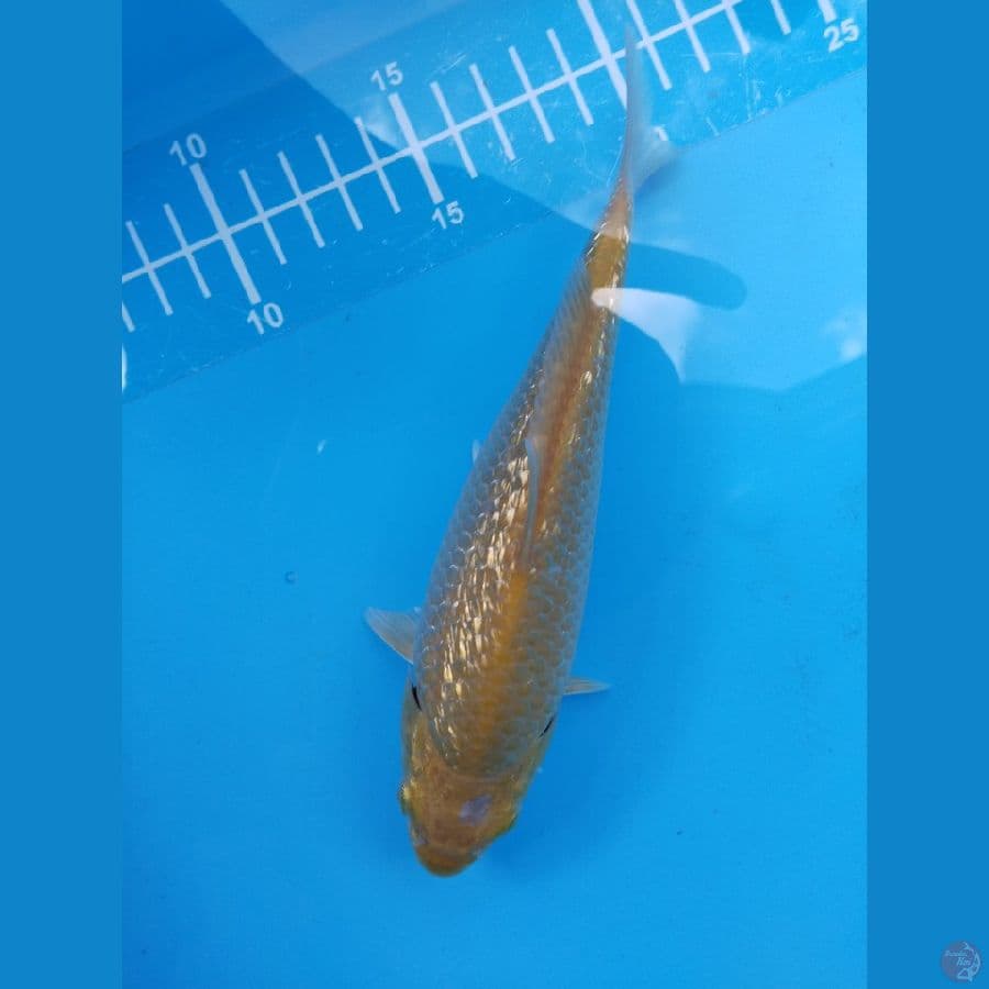 karasi ginrin padat berpunuk dan lebar 16cm