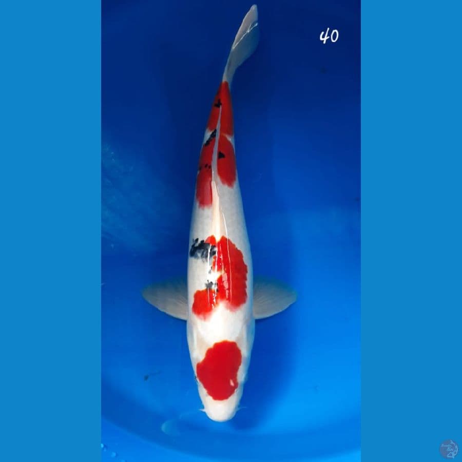 sanke 40cm