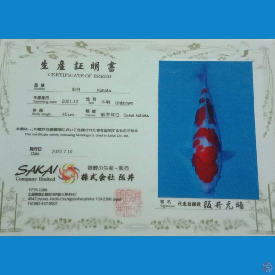 KOHAKU SAKAI 40CM