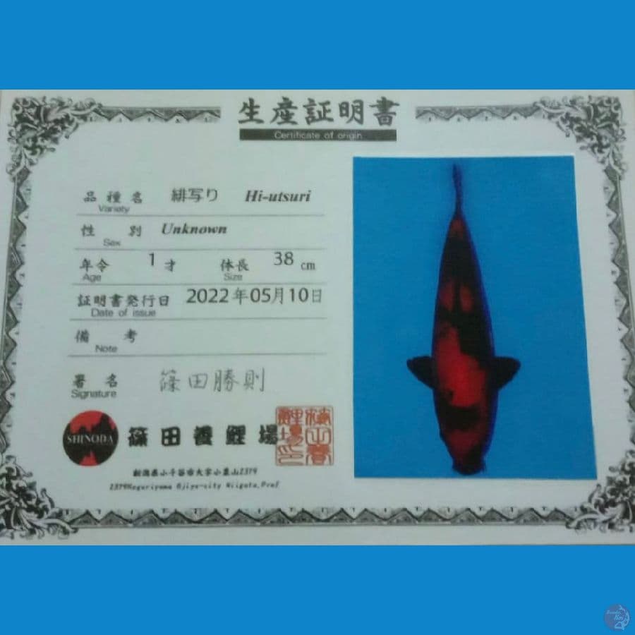 HI UTSURI SHINODA 44CM MALE