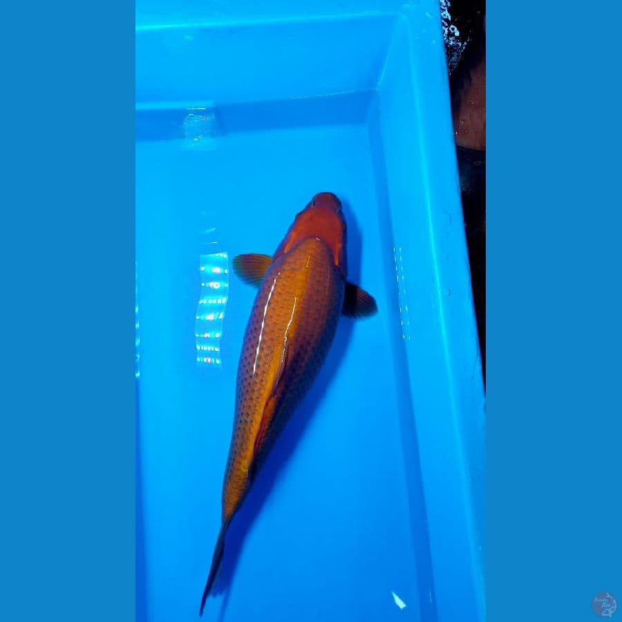 chagoi SQ 45cm body torpedo punuk jos