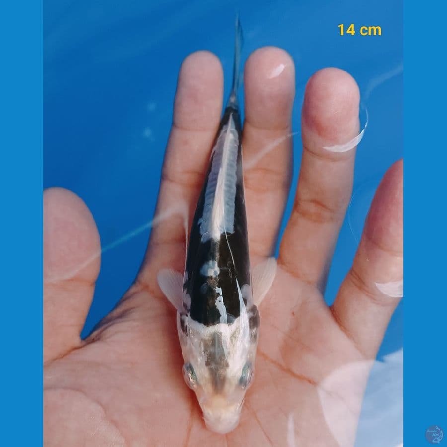 kumon hikari 14 cm