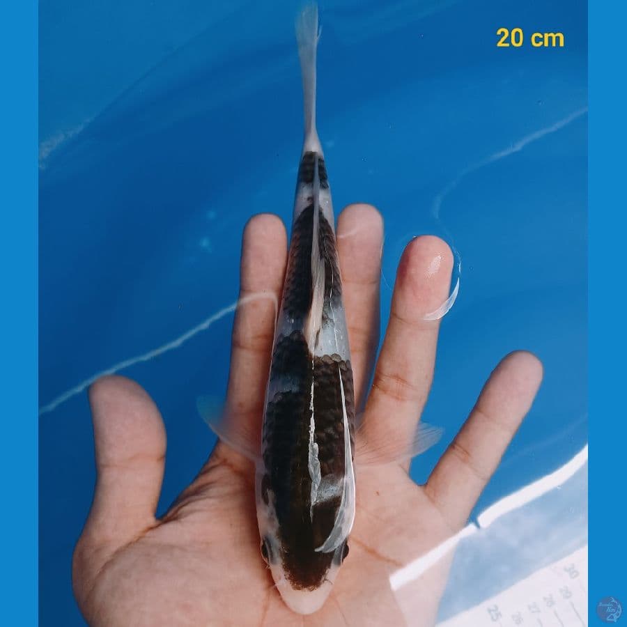 Goromo 20 cm
