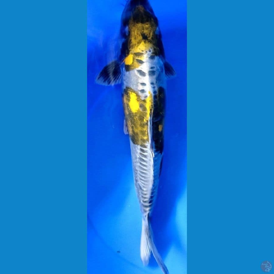kikoryu metalik
