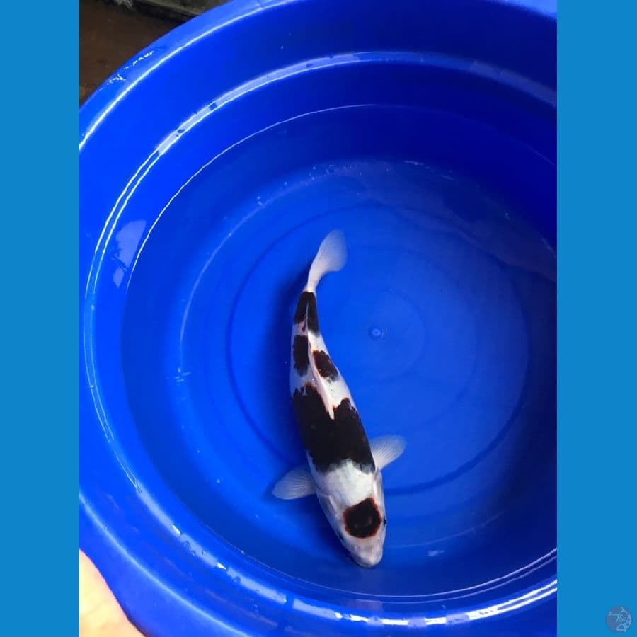 BUDO GOROMO 35cm Female