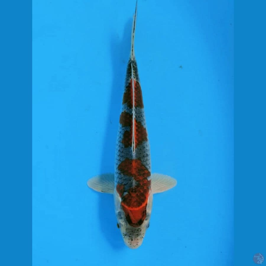 Goshiki Male 27Cm
