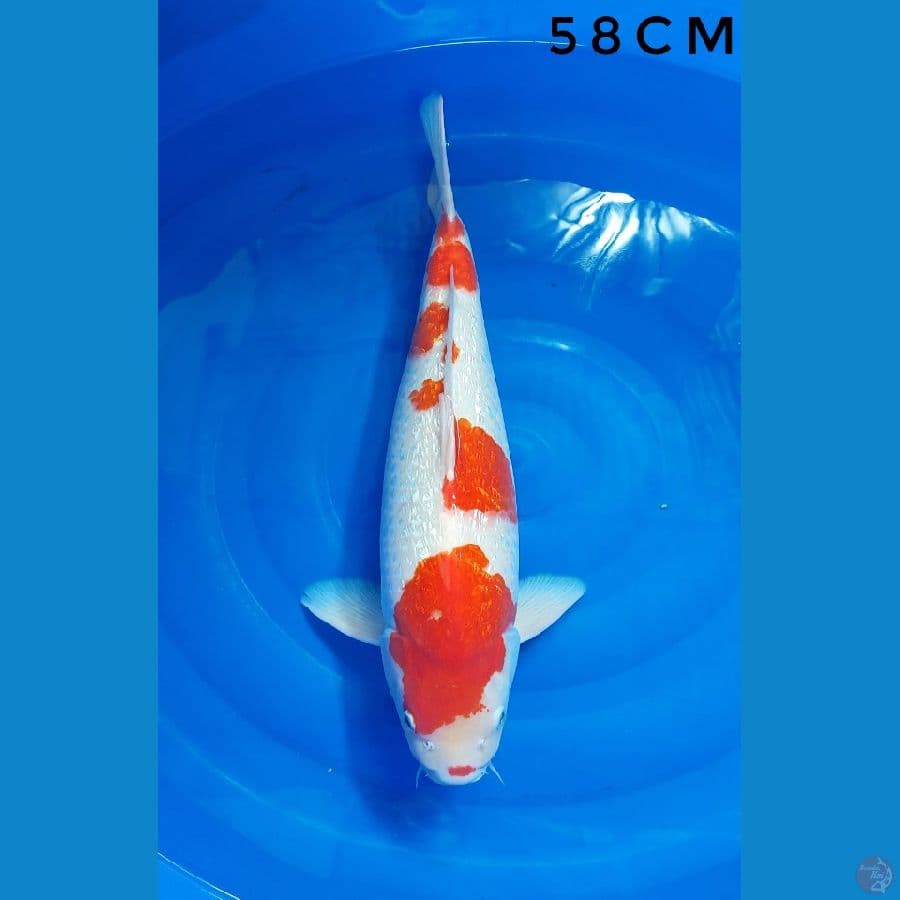 F1 KOHAKU GINRIN BAKAT JUMBO