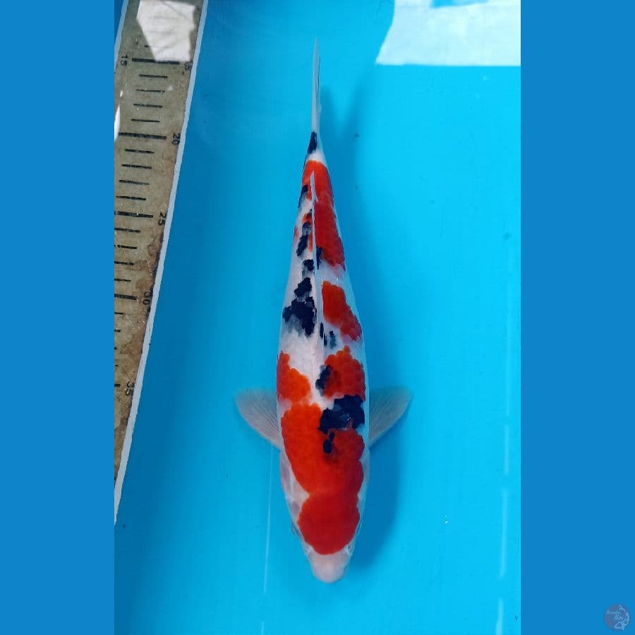 sanke m 28cm