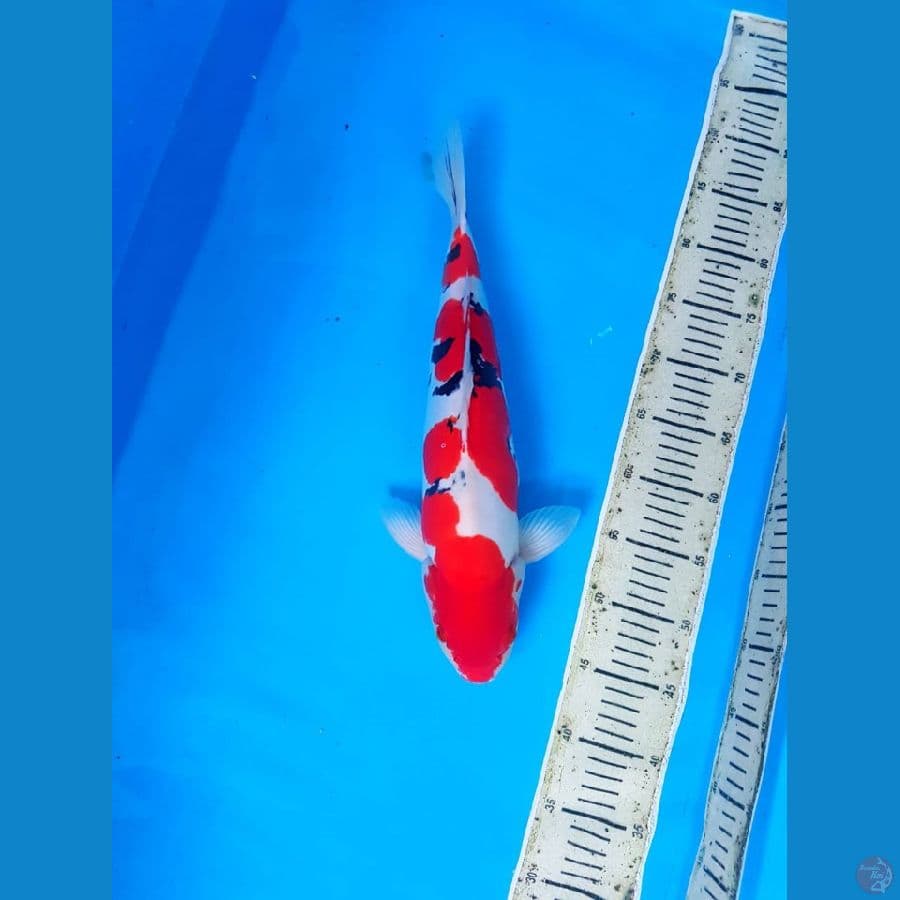 Doitsu shanke male 43cm murni original strong