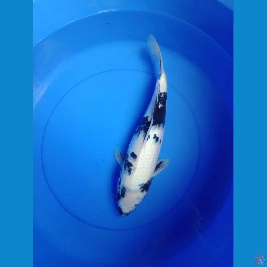 shiro 37 cm