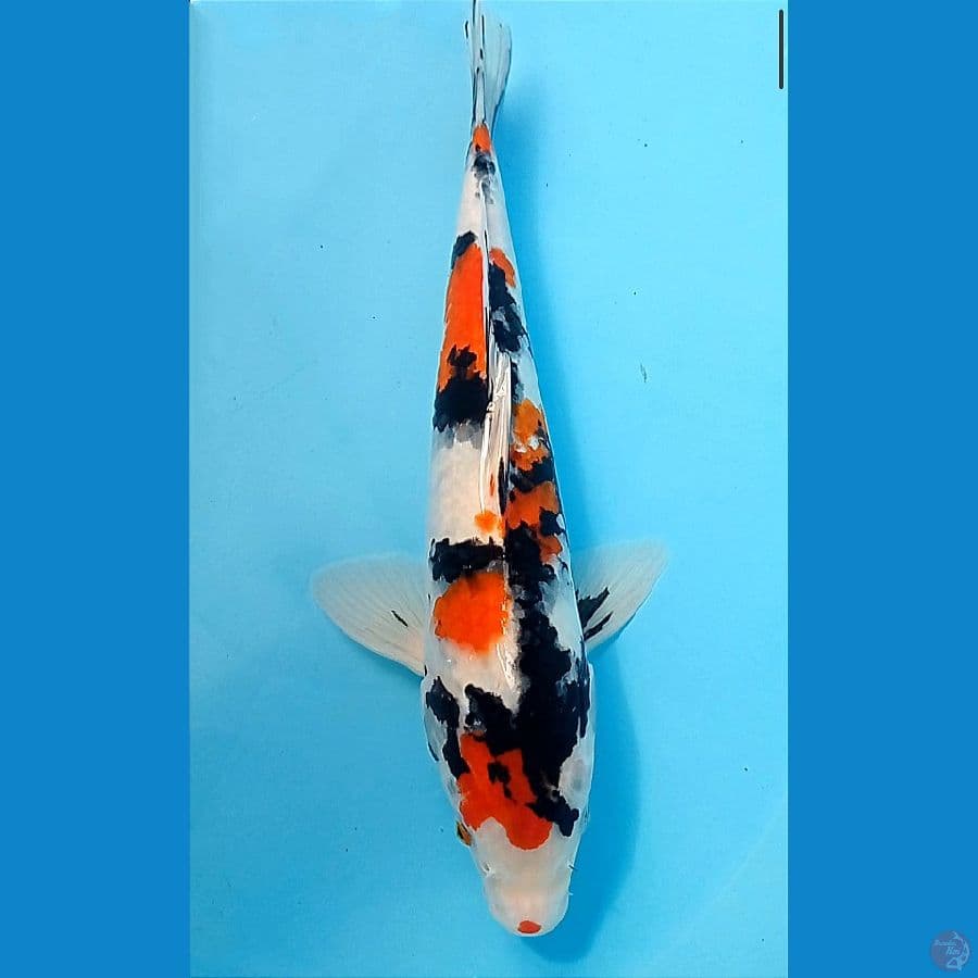 showa 31 cm