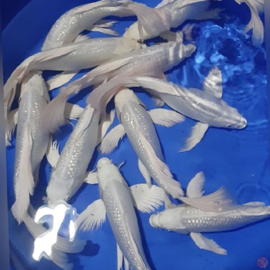 kumpay platinum gindrin 30_35cm 10ekor