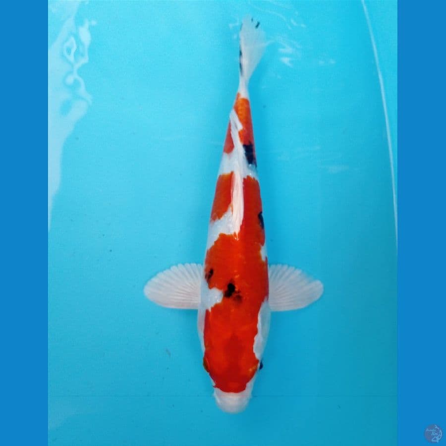 heisei nishiki 28 cm
