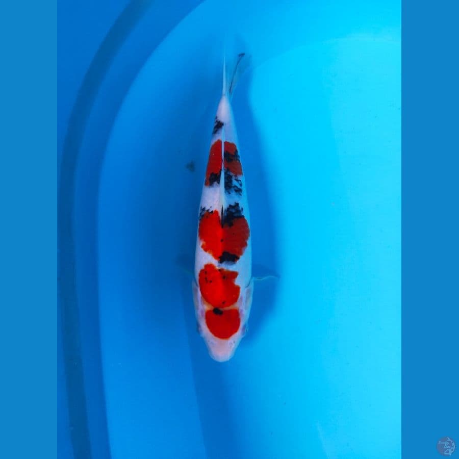 SANKE MARUTEN 29CM MALE