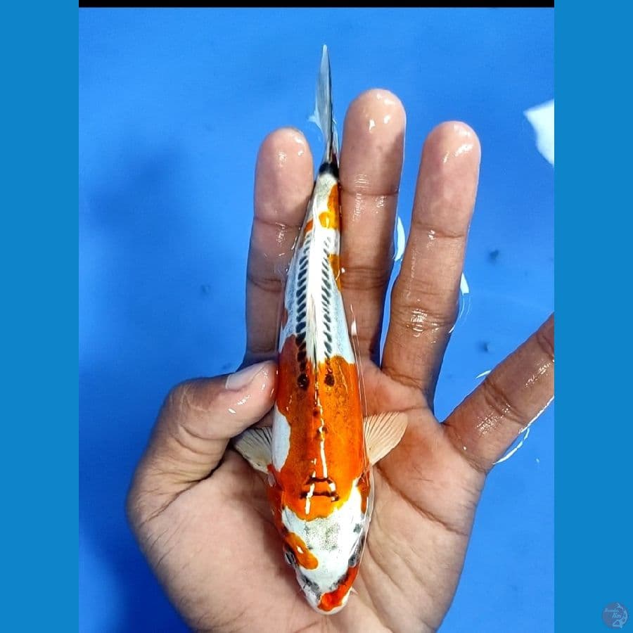 Antik 17cm