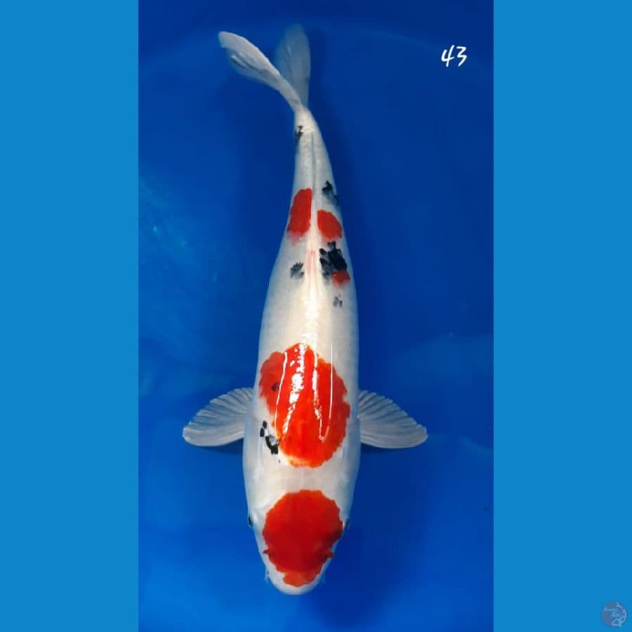sanke 43cm