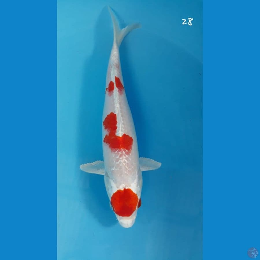 sakura ogon 28cm
