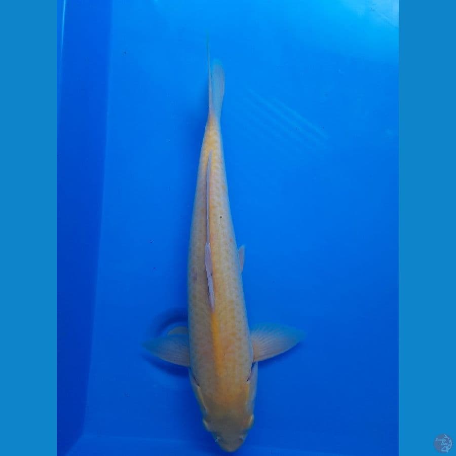 Karashi 44cm/(Jenis Kelamin: unknown)