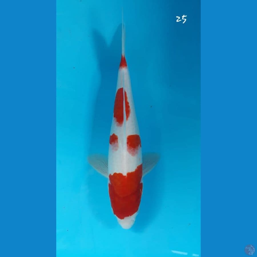 kohaku 25cm