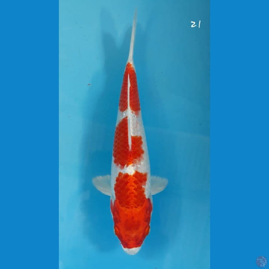 sakura ogon 21cm