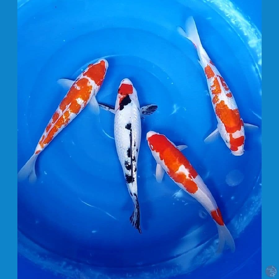 KOHAKU&TANCHO GINDRIN 31-32 CM