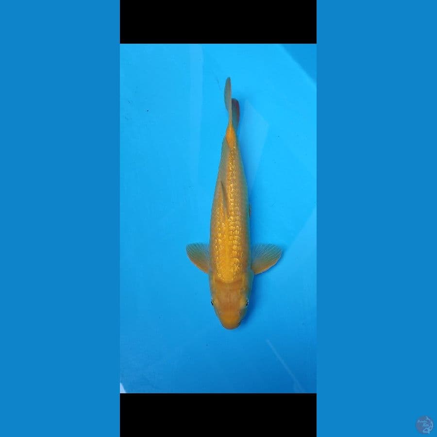 KARASHI GINRIN PADAT MALE 45BU