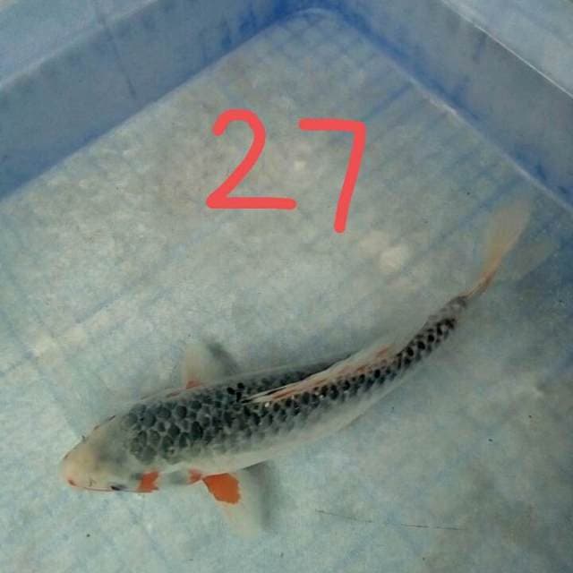 Shiip27