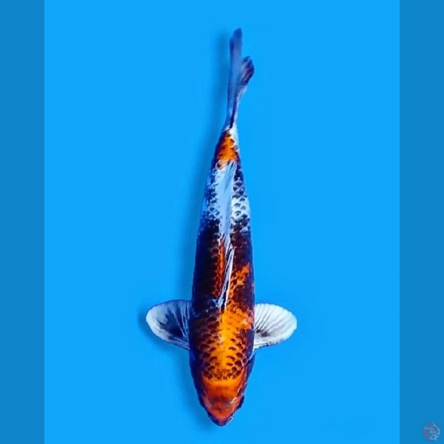 kin Showa 40 Male
