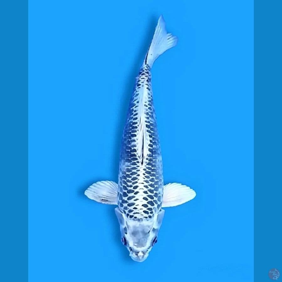 Gin Matsuba 35CM Female