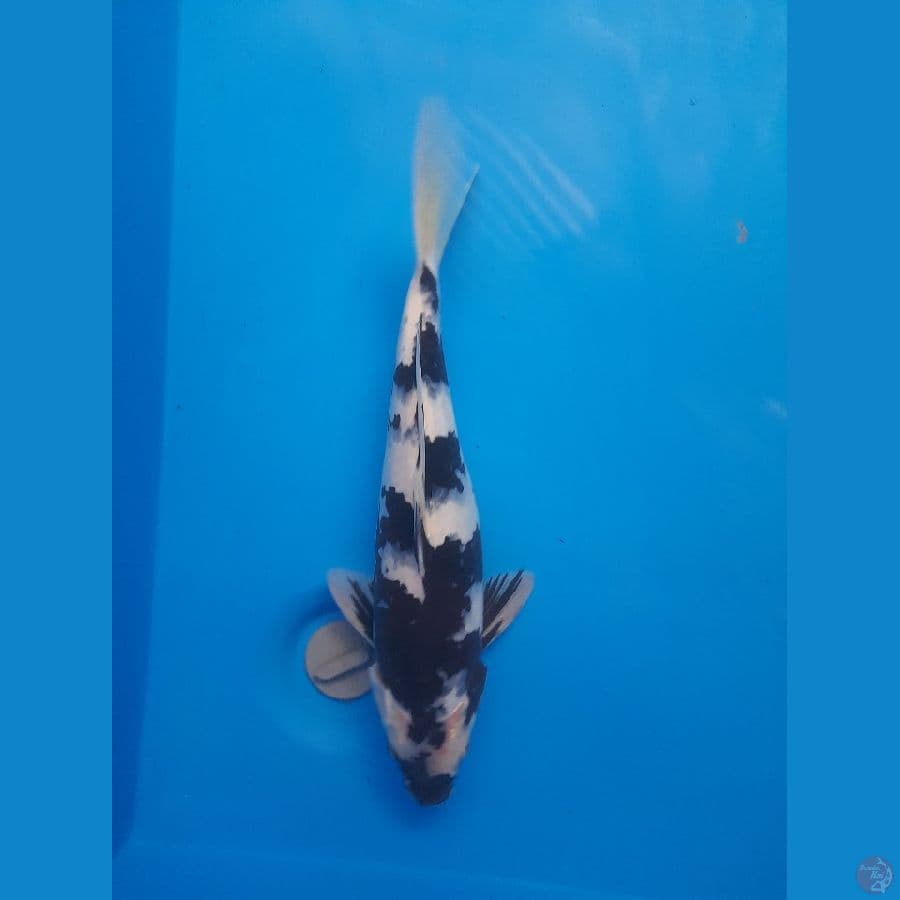 Shiro 31cm/(Jenis Kelamin: unknown)