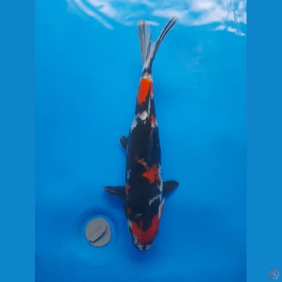 Showa 33cm/(Jenis Kelamin: Unknown)