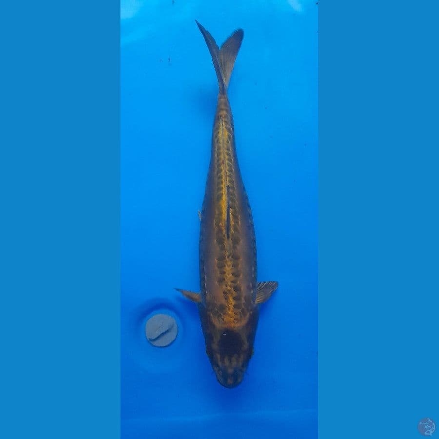 Mukashi Aragoke 34cm/(Jenis Kelamin: Unknown)