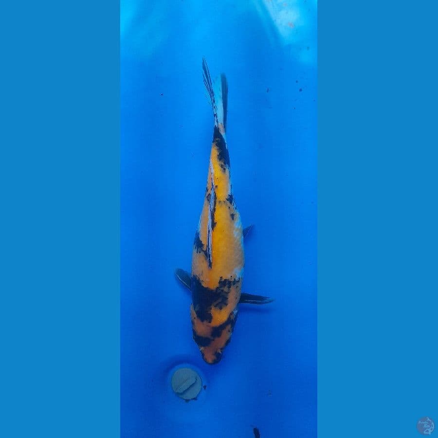 Kin Showa 35cm/(Jenis Kelamin: Unknown)