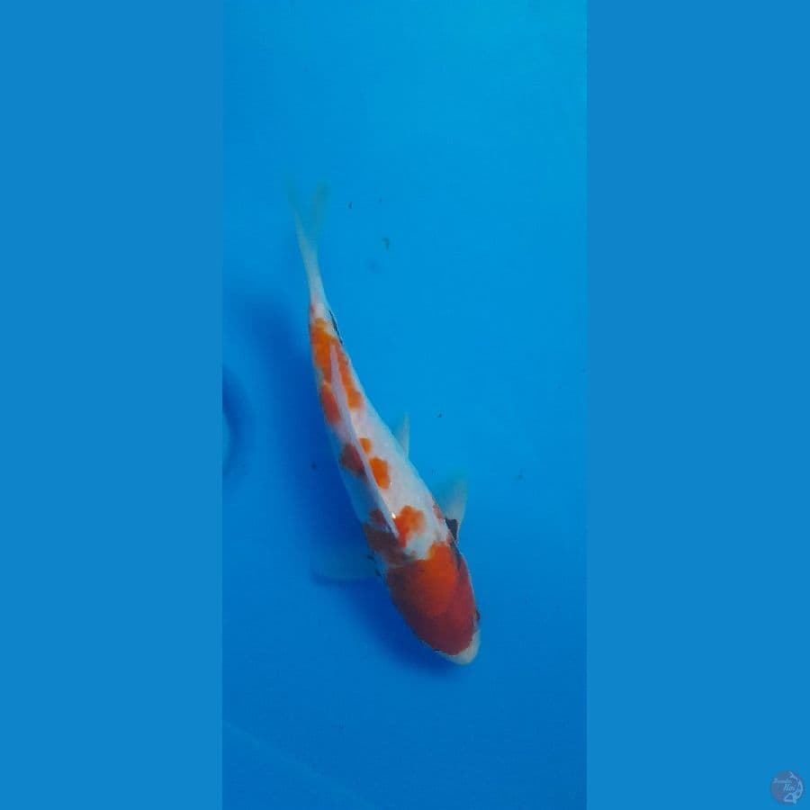 Showa 22 cm/(Jenis Kelamin: Unknown)