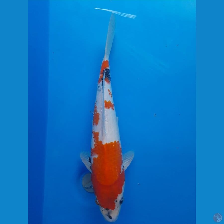 Showa 37cm/(Jenis Kelamin: unknown)