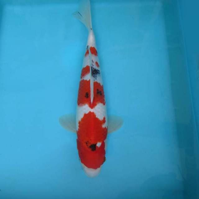 3. TAISHO SANKE