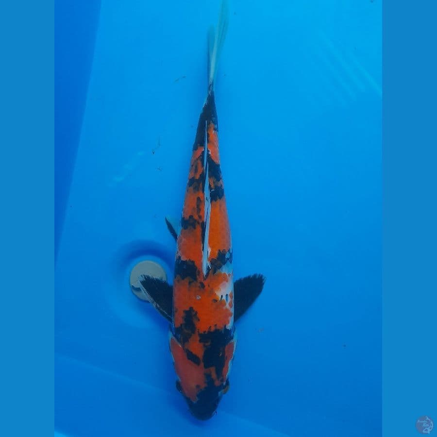 Showa 37cm/(Jenis Kelamin: unknown)