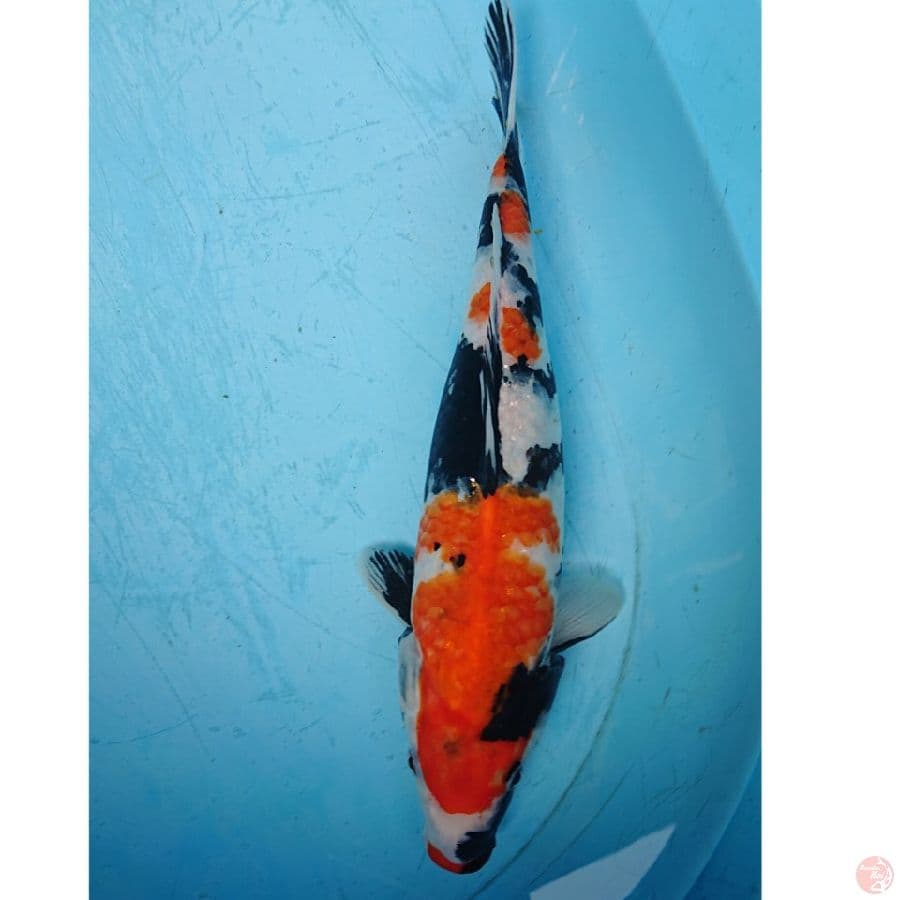 SHOWA 33 Cm