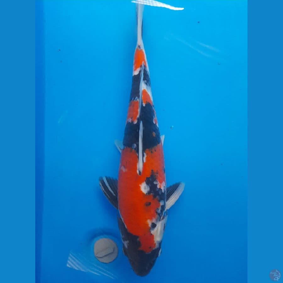Showa 38cm/(Jenis Kelamin: unknown)