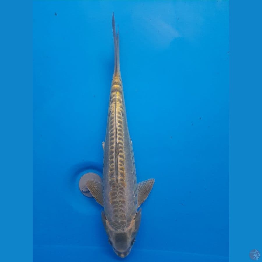 Mukashi Aragoke 34cm/(Jenis Kelamin: unknown)
